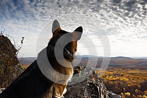 Dog breed welsh corgi pembroke on a cliff against the background